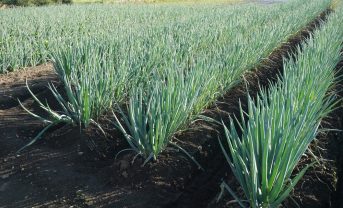 【日本】農水省、みどりの食料システム戦略技術カタログVer.6.0公表。大学・企業の技術も