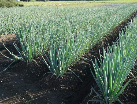 【日本】農水省、みどりの食料システム戦略技術カタログVer.6.0公表。大学・企業の技術も