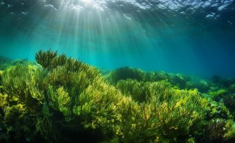 【日本】国交省、グリーンレーザーによる藻場計測でマニュアル策定。ブルーカーボン