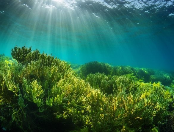 【日本】国交省、グリーンレーザーによる藻場計測でマニュアル策定。ブルーカーボン
