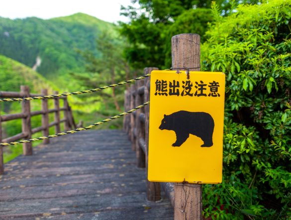 【日本】環境省、熊の個体数を「維持・増加」から「維持・減少」に方針転換。ガイドライン改定