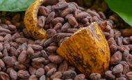 【インドネシア】カーギル、RA認証カカオ調達を促進。現地農家に約3.6億円のプレミアム支払