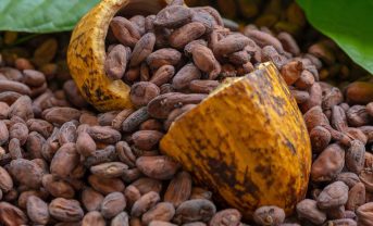 【インドネシア】カーギル、RA認証カカオ調達を促進。現地農家に約3.6億円のプレミアム支払
