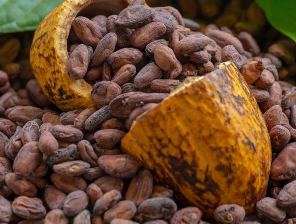 【インドネシア】カーギル、RA認証カカオ調達を促進。現地農家に約3.6億円のプレミアム支払