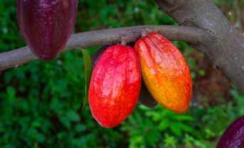 【エクアドル】マースとOFI、カカオ生産のリジェネラティブ農業促進。5年間の戦略的協働