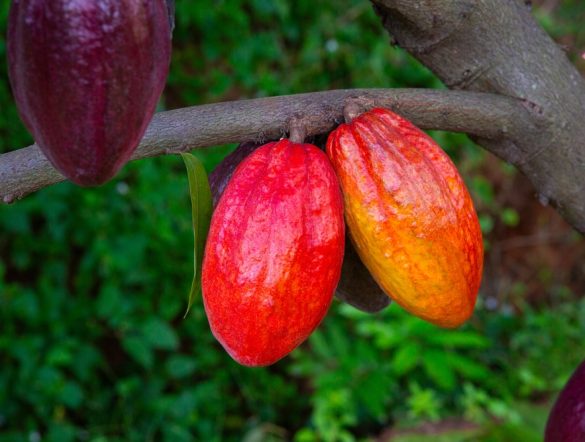 【エクアドル】マースとOFI、カカオ生産のリジェネラティブ農業促進。5年間の戦略的協働