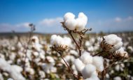 【日本】ファストリ、持続可能なコットン調達で自社基準を厳格化。2030年までに新基準で100%