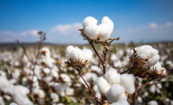 【日本】ファストリ、持続可能なコットン調達で自社基準を厳格化。2030年までに新基準で100%