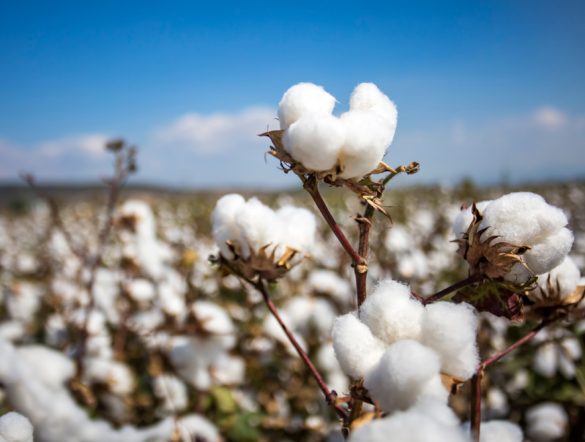 【日本】ファストリ、持続可能なコットン調達で自社基準を厳格化。2030年までに新基準で100%