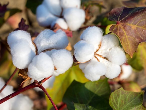 【国際】テキスタイル・エクスチェンジ、コットンLCA公表。環境インパクトデータの信頼性強化