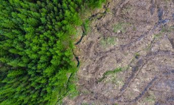 【国際】2026年版Forest 500、EUDRが企業の森林方針にすでに影響。日本企業トップは花王