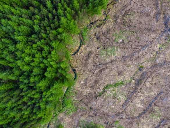 【国際】2026年版Forest 500、EUDRが企業の森林方針にすでに影響。日本企業トップは花王