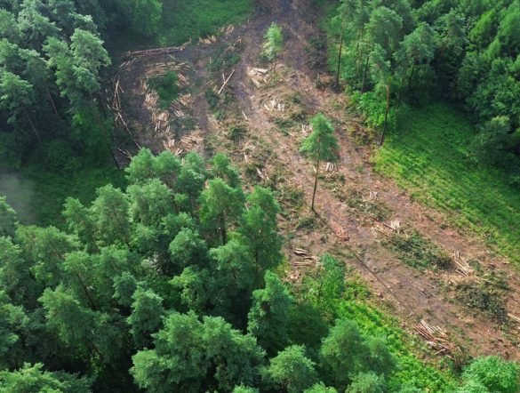 【国際】グローバル・キャノピー、COP30森林ロードマップで提言。農業分野で対策必要性強調