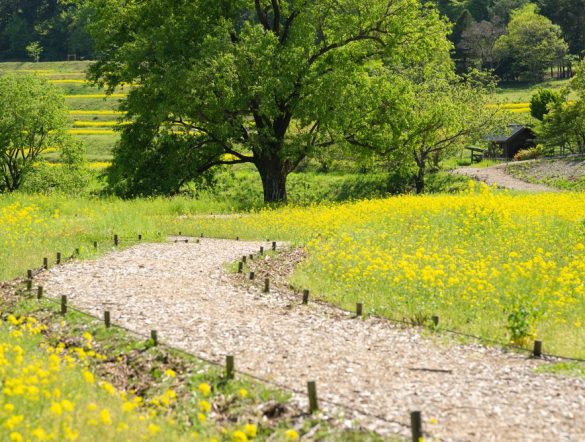 【日本】政府、エコツーリズム推進基本方針の変更を閣議決定。インバウンド対応強化等