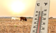 【国際】酷暑が農林水産業に甚大な悪影響。1℃上昇ごとに最大10%程の減収も。FAOとWMO