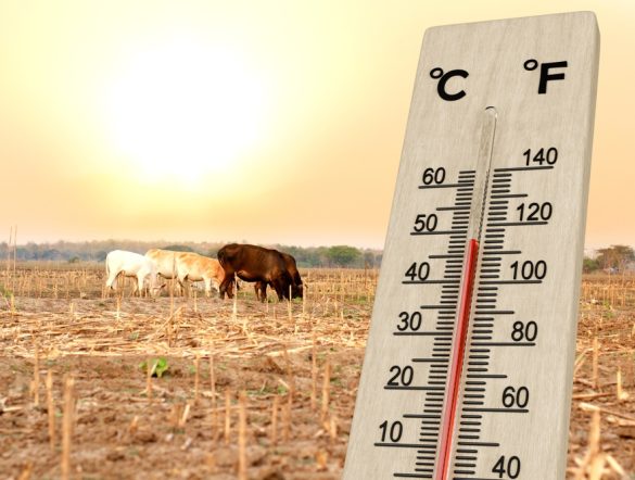 【国際】酷暑が農林水産業に甚大な悪影響。1℃上昇ごとに最大10%程の減収も。FAOとWMO