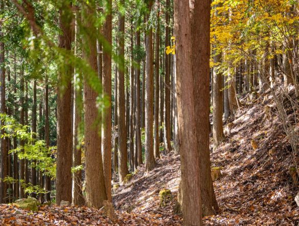 【日本】林野庁、スマート林業技術と木質系新素材の実装ビジョン公表。林業再生なるか