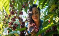 【国際】ネスレとILO、コーヒーサプライチェーンにおける労働者保護の2年間のプロジェクトを開始。社会的対話を促進