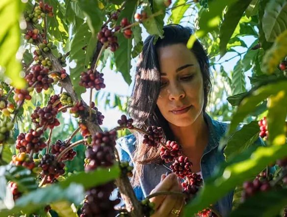 【国際】ネスレとILO、コーヒーサプライチェーンにおける労働者保護の2年間のプロジェクトを開始。社会的対話を促進