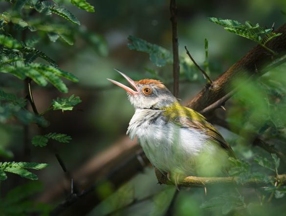 【インド】ゴドレジ・プロパティーズ、自然再生枠組開始。開発物件周辺でインパクト創出
