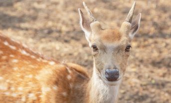 【日本】ニホンジカとイノシシ、個体数半減の政府目標達成厳しく。生活や産業にも悪影響