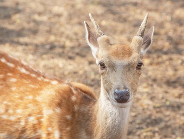 【日本】ニホンジカとイノシシ、個体数半減の政府目標達成厳しく。生活や産業にも悪影響