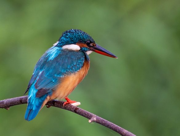 【国際】TNFD、SBTN、GRI、「自然状態」観点で基準改定へ。共通概念を基に指標整理