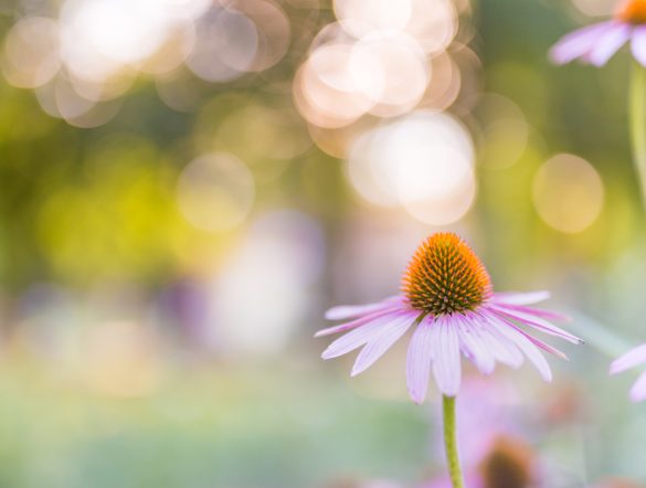 【国際】ISSB、自然関連開示は「IFRS実務記述書」の形式で策定へ。IFRS S1を補完