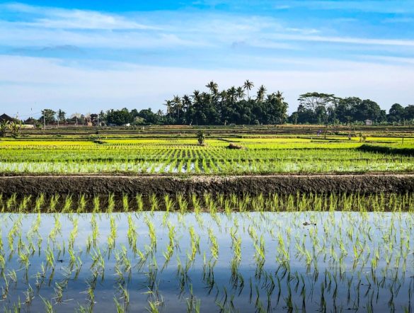 【国際】ICAO、Verraの水田GHG削減カーボンクレジット規格をCORSIA適格承認