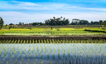 【日本】環境省、生物多様性の価値評価手法検討でとりまとめ。水田等二次的自然環境を重点