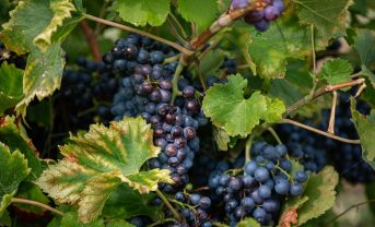 【日本】メルシャン、山梨県天狗沢ヴィンヤードが同社3拠点目の自然共生サイトに認定。日本ワイン応援事業も開始