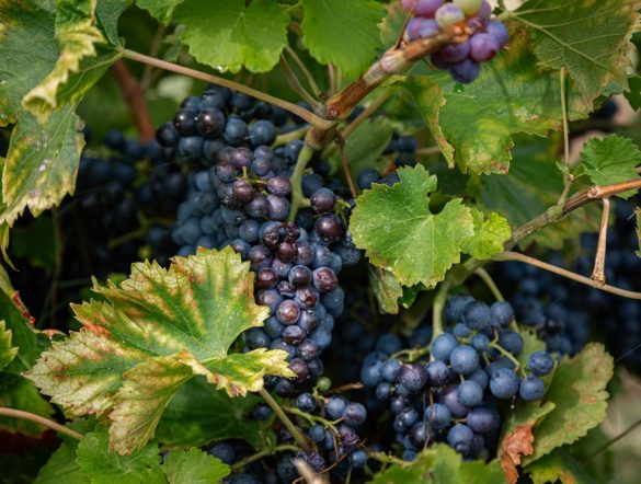 【日本】メルシャン、山梨県天狗沢ヴィンヤードが同社3拠点目の自然共生サイトに認定。日本ワイン応援事業も開始