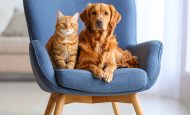 【EU】犬・猫動物福祉規則が成立。個人所有も含めマイクロチップ識別義務化。ペット産業規制強化