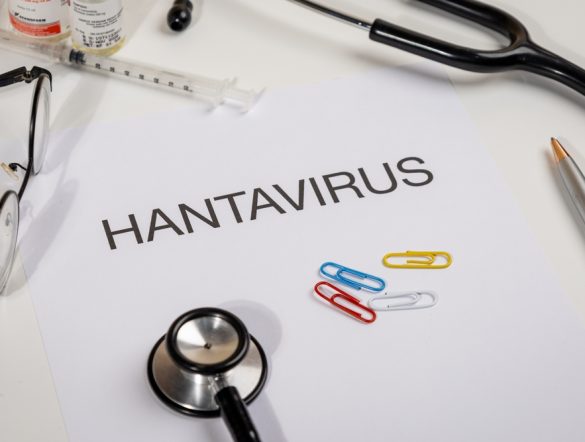 【国際】WHO、「ハンタウイルスのリスク依然として低い」。厚労省研究所も同様の見解