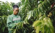 【コートジボワール】ネスレ、ロブスタ6品種の混植で収量最大86%増。気候変動適応