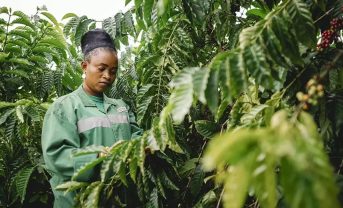 【コートジボワール】ネスレ、ロブスタ6品種の混植で収量最大86%増。気候変動適応