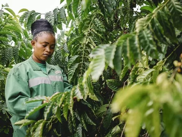 【コートジボワール】ネスレ、ロブスタ6品種の混植で収量最大86%増。気候変動適応