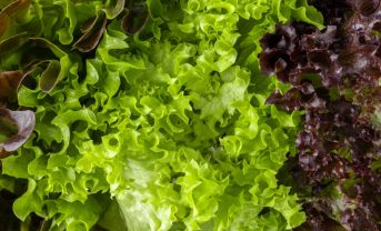 【日本】サラダクラブ、全原料を原則国産化の方針。生産者との連携深める