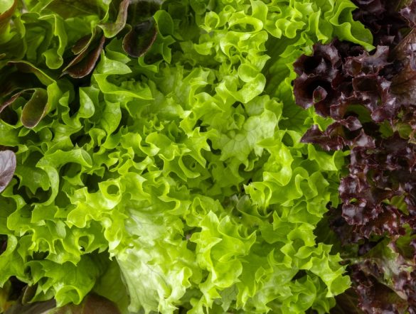 【日本】サラダクラブ、全原料を原則国産化の方針。生産者との連携深める