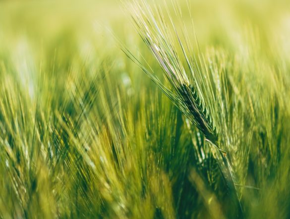 【国際】UNEP FI、農業サーキュラーエコノミーで投融資ガイダンス。3段階評価モデル提示