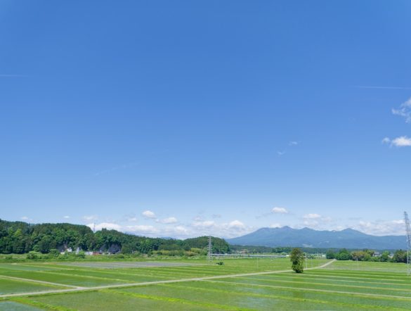 【日本】農水省、「みどり加速化GXプラン」決定。GX投資を食・農分野へ呼び込み