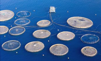 【国際】世界の養殖量が1億トン突破。気候変動等で生産量低下のおそれ。FAO・SOFIA2026