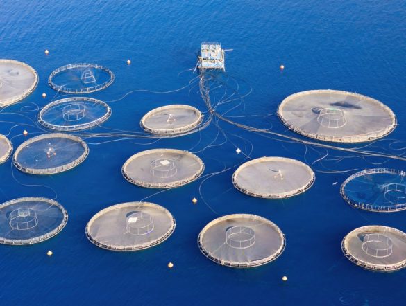 【国際】世界の養殖量が1億トン突破。気候変動等で生産量低下のおそれ。FAO・SOFIA2026