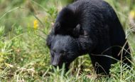 【日本】環境省、改正鳥獣保護・管理指針案公表。クマ等の危険鳥獣の管理、捕獲、緊急銃猟強化