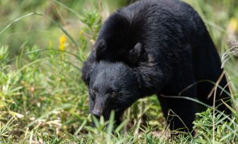 【日本】環境省、改正鳥獣保護・管理指針案公表。クマ等の危険鳥獣の管理、捕獲、緊急銃猟強化