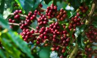 【国際】ネスカフェ、リジェネラティブ農業によるコーヒー豆調達比率が50%超え。2025年