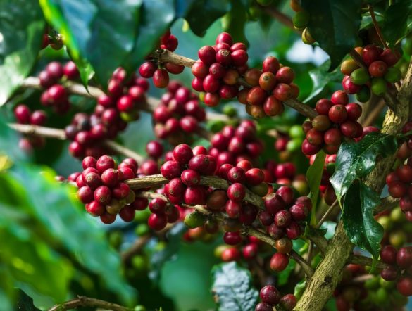 【国際】ネスカフェ、リジェネラティブ農業によるコーヒー豆調達比率が50%超え。2025年
