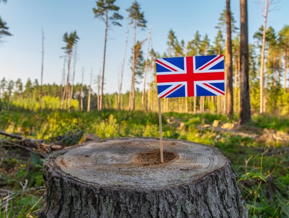 【イギリス】政府、違法森林破壊対策を強化。農産品・木材供給網のデューデリ義務化へ