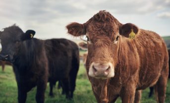 【国際】FAO、2040年までに家畜薬剤耐性で50兆円の経済損失。早期対策の重要性強調