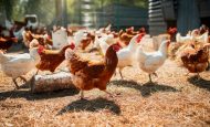 【国際】FAO、卵・肉類の包括研究報告書公表。研究と政策に大きなズレ。軌道修正必要